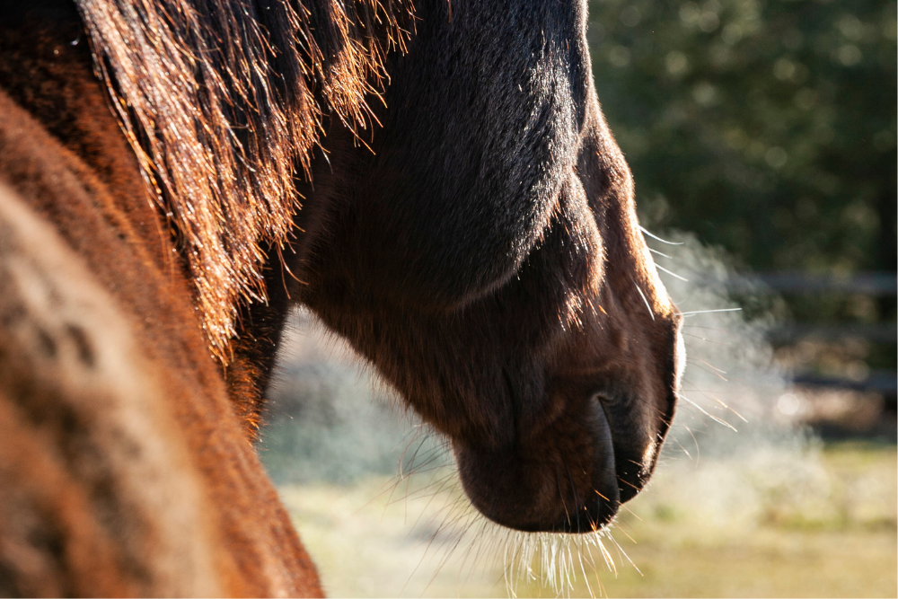 Safeguarding and Supporting the Equine Respiratory System