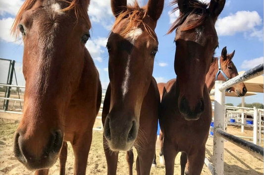 Feeding the mare and foal