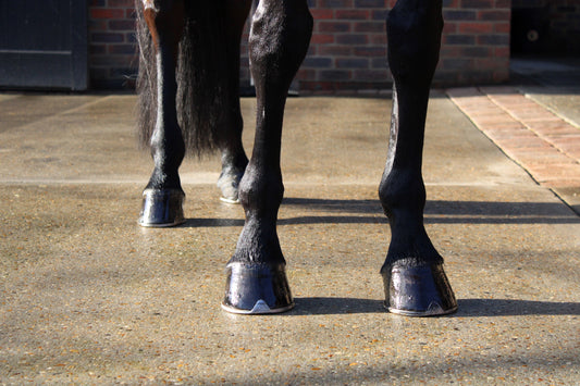 Feeding for Hoof Health