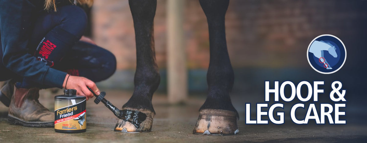 hoof leg and care