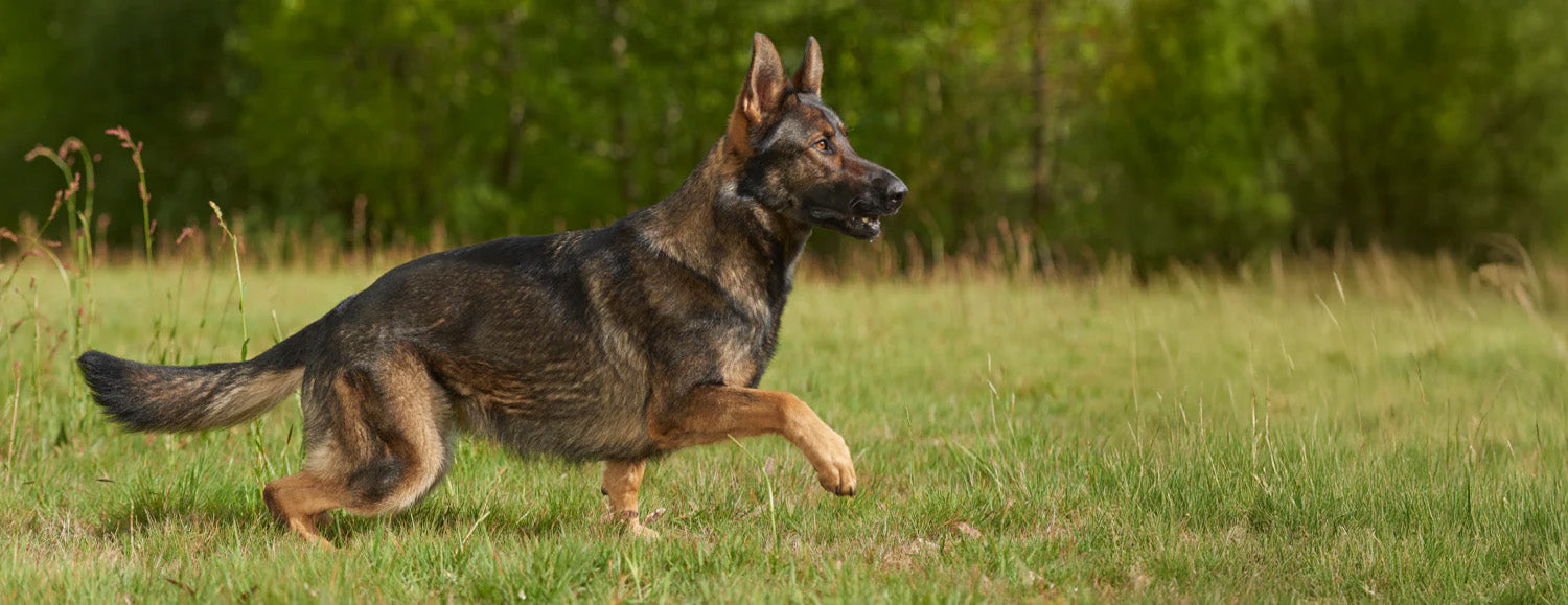 Pet Muscle Development