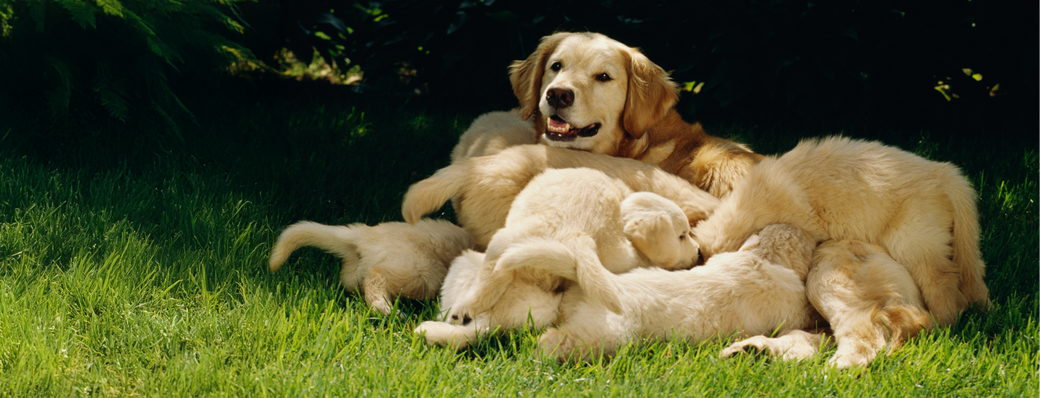 Pet Multivitamins
