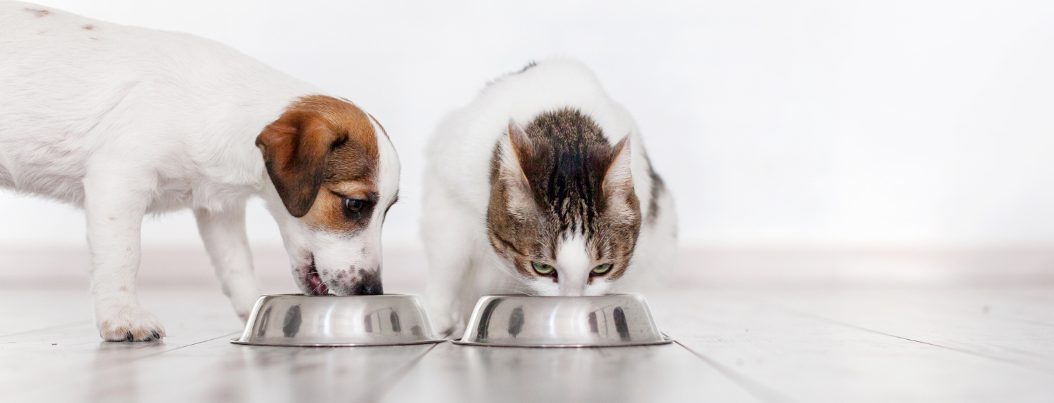Pet Gut health