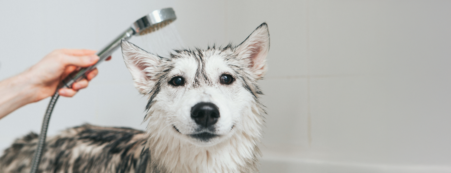 Pet External Care