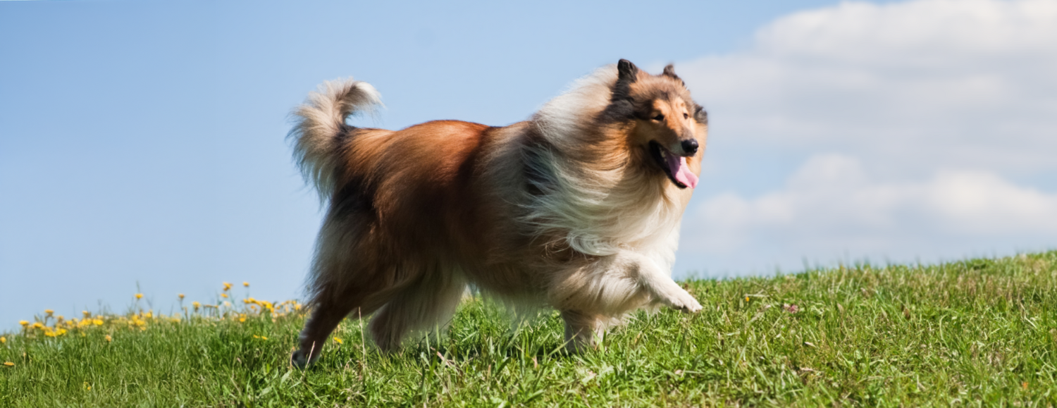 Pet Skin & Coat